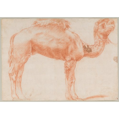 A Dromedary